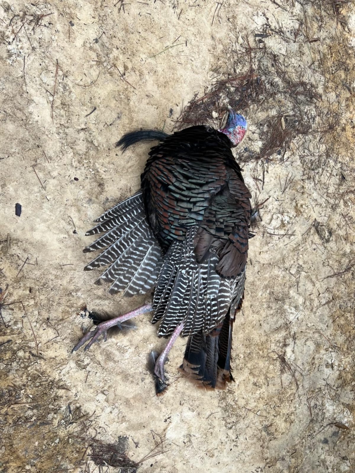 Lynch Fool Proof Turkey Box Call customer photo 1