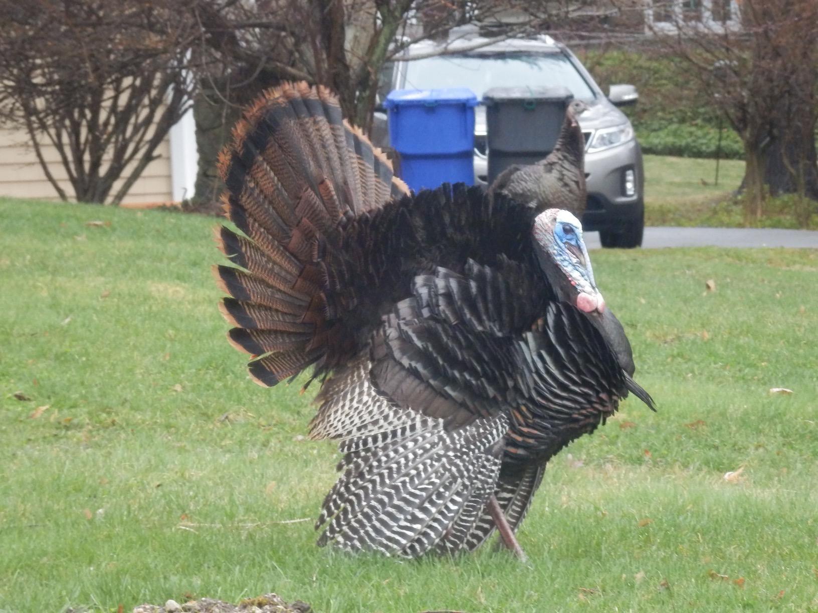 PRIMOS Hunting The Gobbler Shaker Call Turkey Call with Silencer Cap customer photo 1
