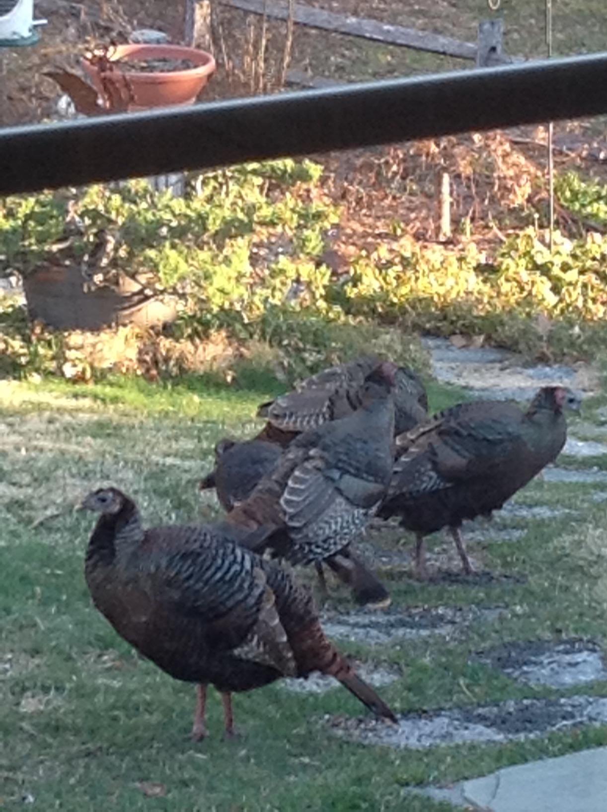 PRIMOS Hunting The Gobbler Shaker Call Turkey Call with Silencer Cap customer photo 2
