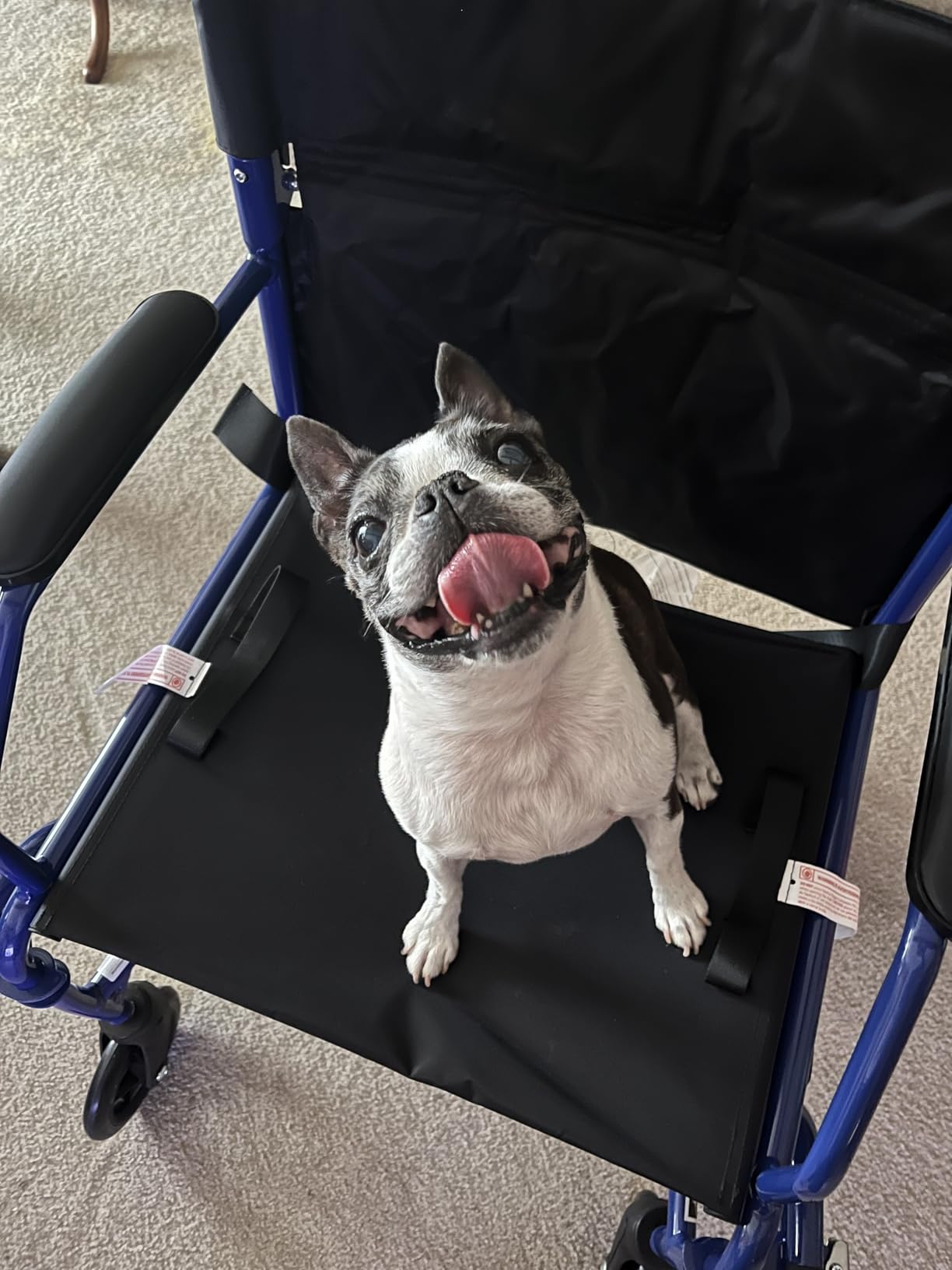 Medline Ultra Lightweight Transport Wheelchair for Adults, Foldable, 19-Inch Seat Width, Red Frame, Black Upholstery customer photo 1