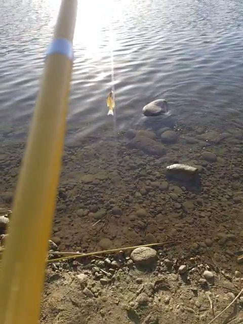 Eagle Claw Pack-It Telescopic Spinning Rod, Yellow, 5-Feet 6-Inch customer photo 1