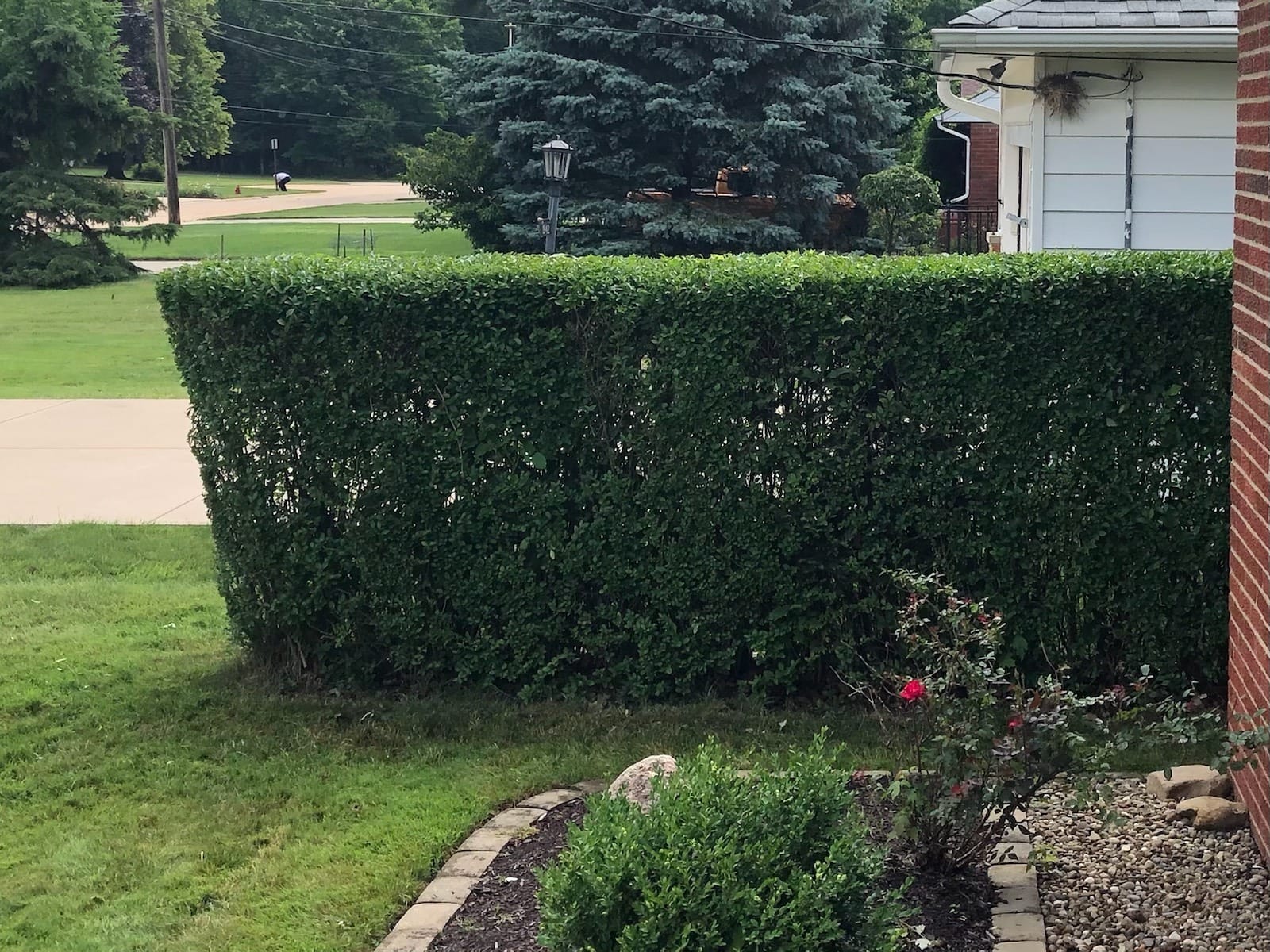 BLACK+DECKER 20V MAX Cordless Hedge Trimmer, Battery and Charger Included, 22 Inch Steel Blade Lightweight Bush Trimmer, Soft Grip, Less Vibration (LHT2220) customer photo 2