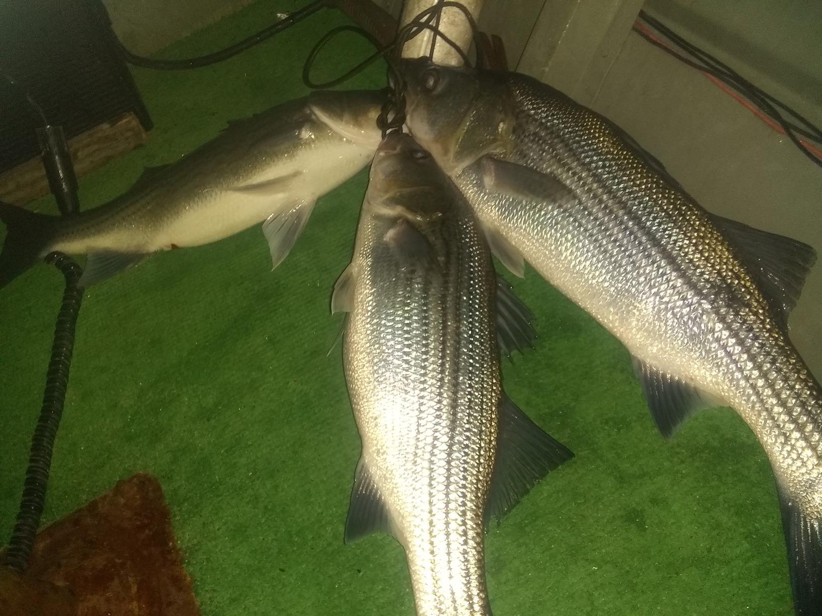 SpiderWire Stealth Braid Fishing Line customer photo 1