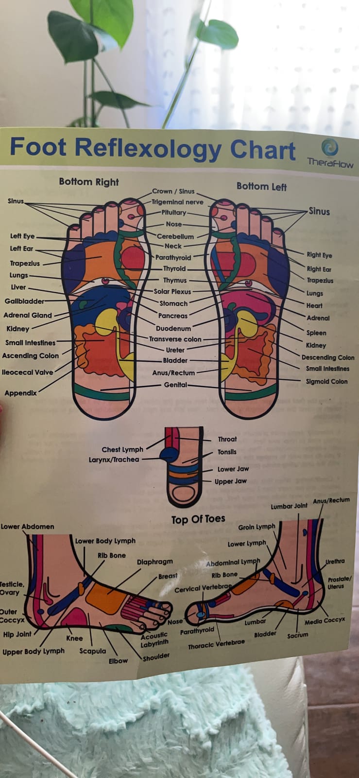 TheraFlow Foot Roller for Plantar Fasciitis Relief and Neuropathy Pain Relief for Feet - Wooden Foot Massager Roller Acupressure Tool with Reflexology Chart - Mom Gifts for Women and Men customer photo 1