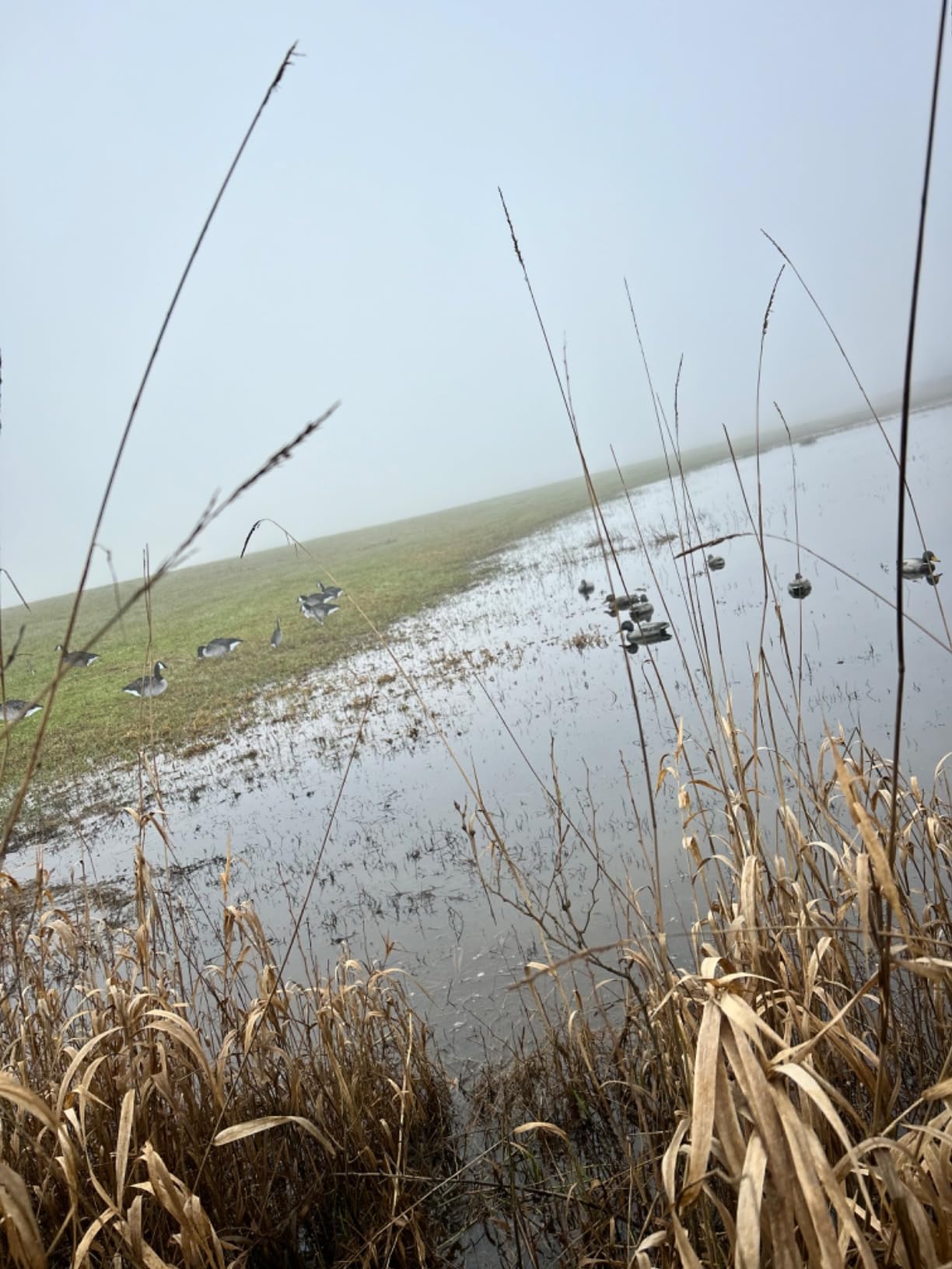 Flambeau Outdoors Storm Front 2 Mallard Decoys, Classic Floaters, 6-Pack customer photo 1