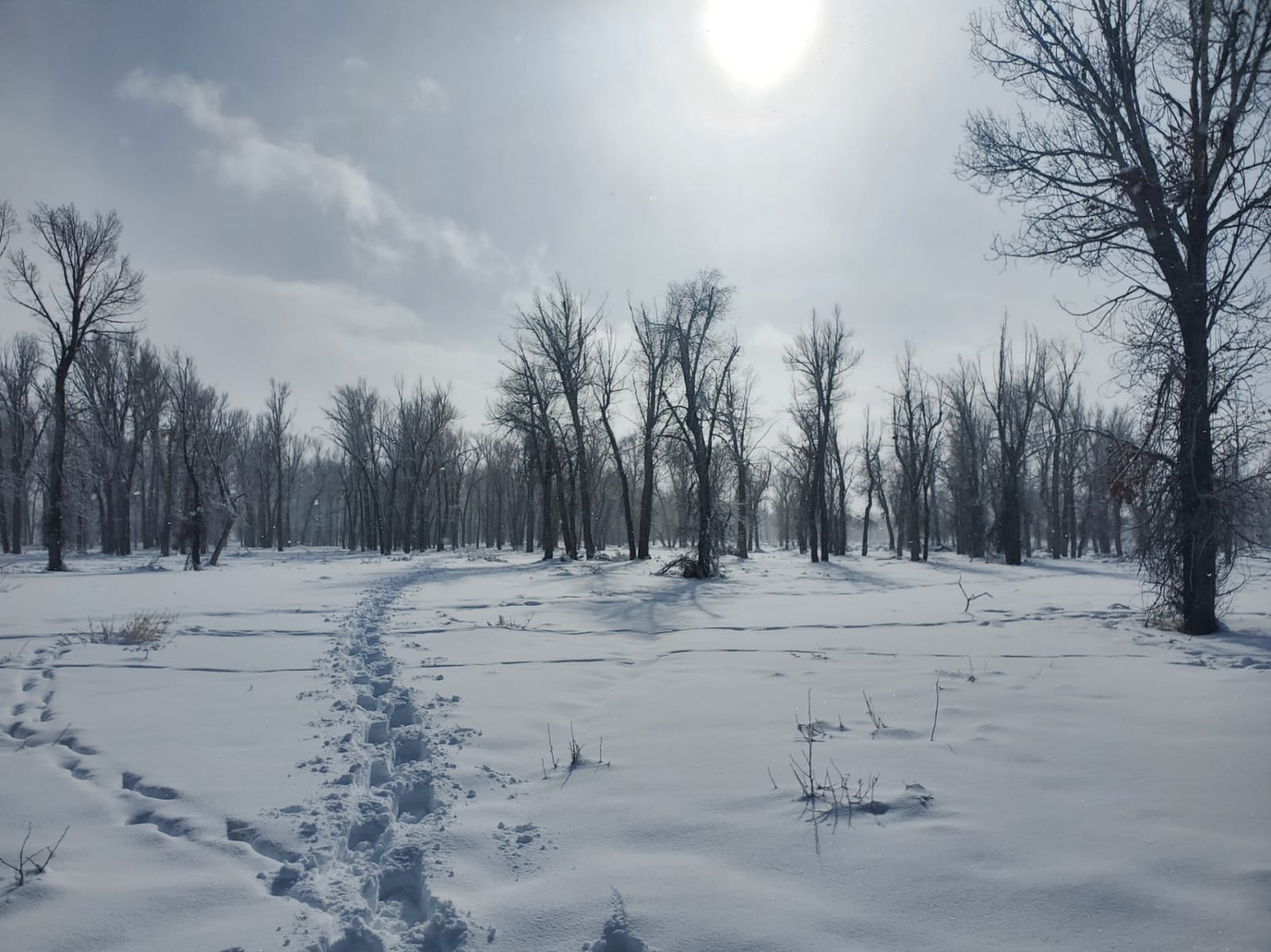 Yukon Charlie's Sherpa Snowshoe, Snowshoes for Men & Women, Snowshoeing Kits for All Skill Levels, Multiple Sizes & Models customer photo 1