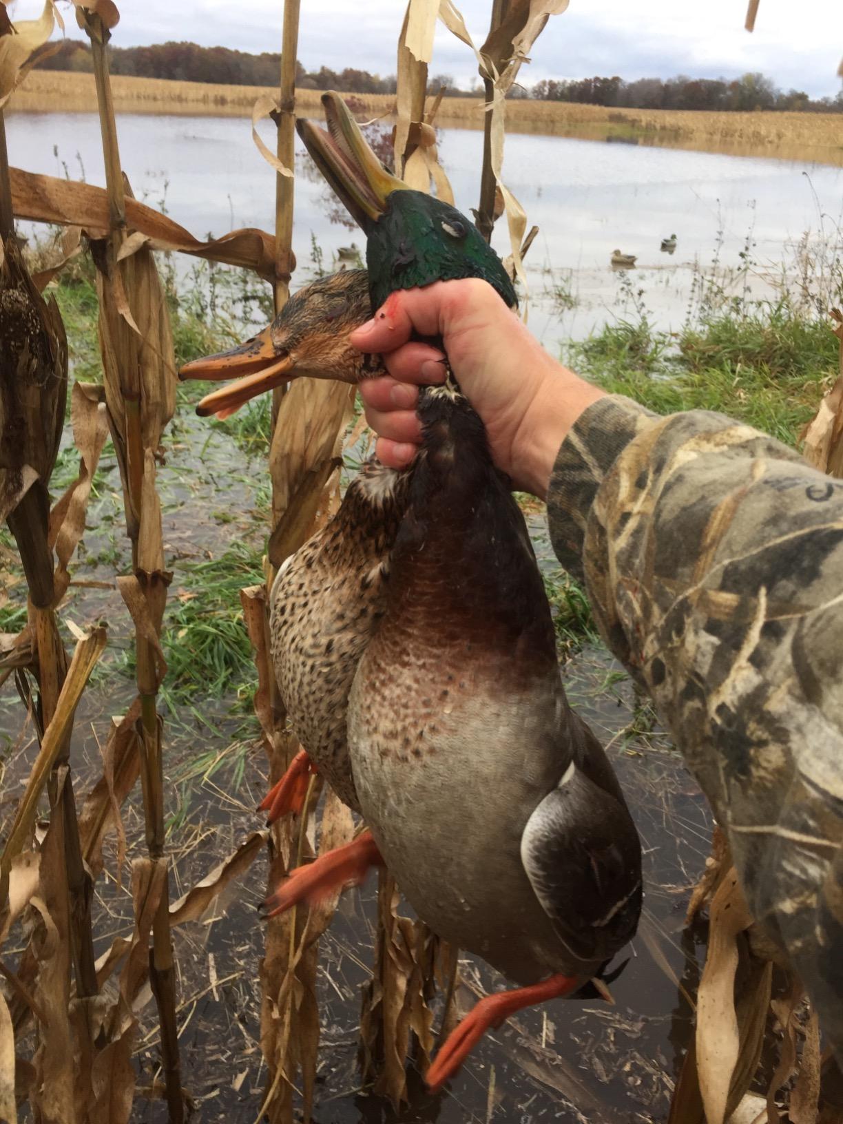 Avery GHG Essential Mallard Duck Decpus - 12 Pack customer photo 1