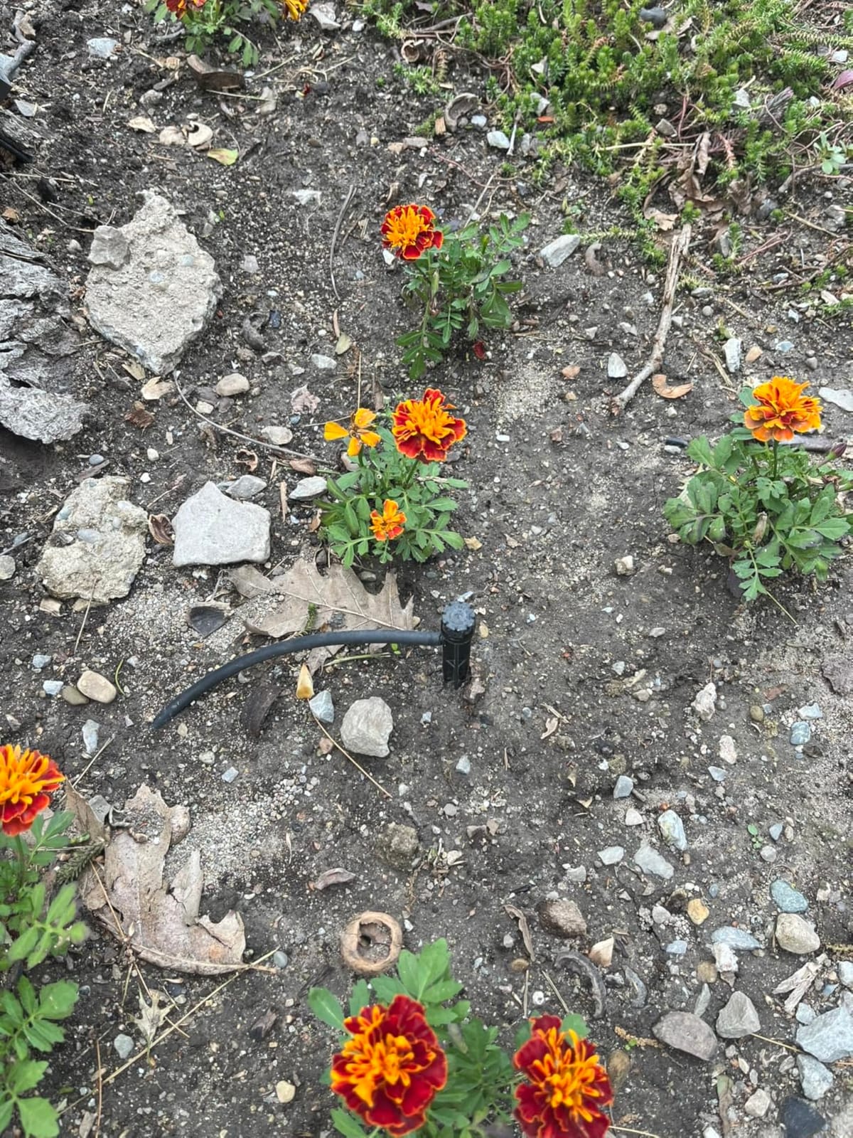 Rain Bird LNDDRIPKIT Drip Irrigation Kit customer photo 1