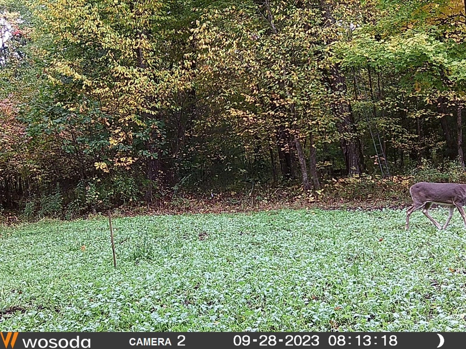 WOSODA 2 Pack Trail Cameras with Night Vision Motion Activated Waterproof,48MP Game Camera,1080P HD Trail Cam with SD Card for Wildlife Monitoring,Outdoor Scouting & Security(Non-WiFi) customer photo 2