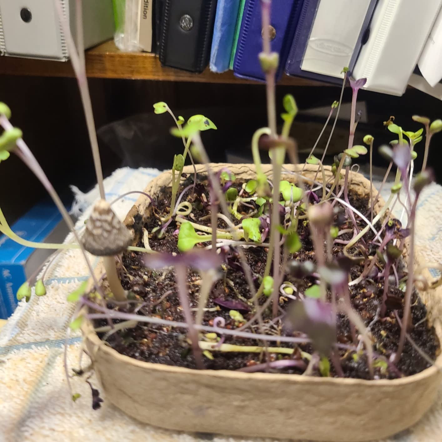 Back to the Roots DIY Microgreen Grow Kit, 6-Grow Variety Pack customer photo 2