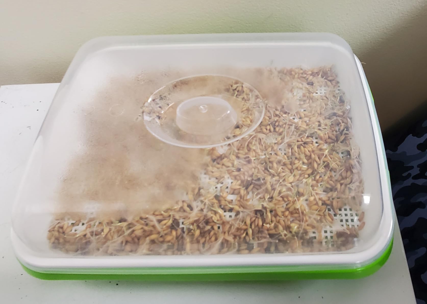 SUNPRO 2-Pack Seed Sprouter Tray with Humidity Lid, BPA Free Food Grade Soil-Free Sprouting Kit, Large Capacity Wheatgrass Grower & Microgreens Germination Station for Beans, Peas, Cat Grass (Green) customer photo 1