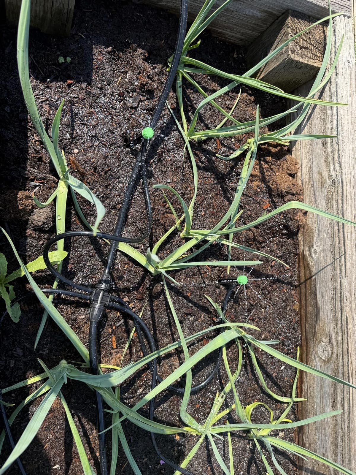 CARPATHEN Drip Irrigation System Kit for Garden Watering, Sprinkler, 100 ft customer photo 2