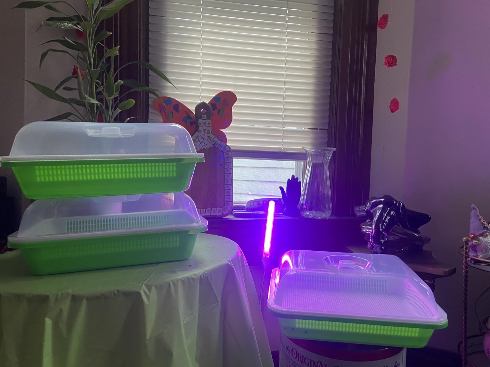 Legigo 5 Pack Seed Sprouter Trays with Lids, Microgreens Growing Trays Kit customer photo 1