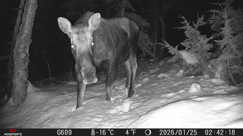 WOSPORTS Trail Camera(Non-Cellular Non-WiFi) 56MP 4K 0.2S Trigger Motion Activated,Game Camera with No-Glow Night Vision 2.0''LCD 120°Wide for Outdoor Scouting Wildlife Monitoring Home Security customer photo 2