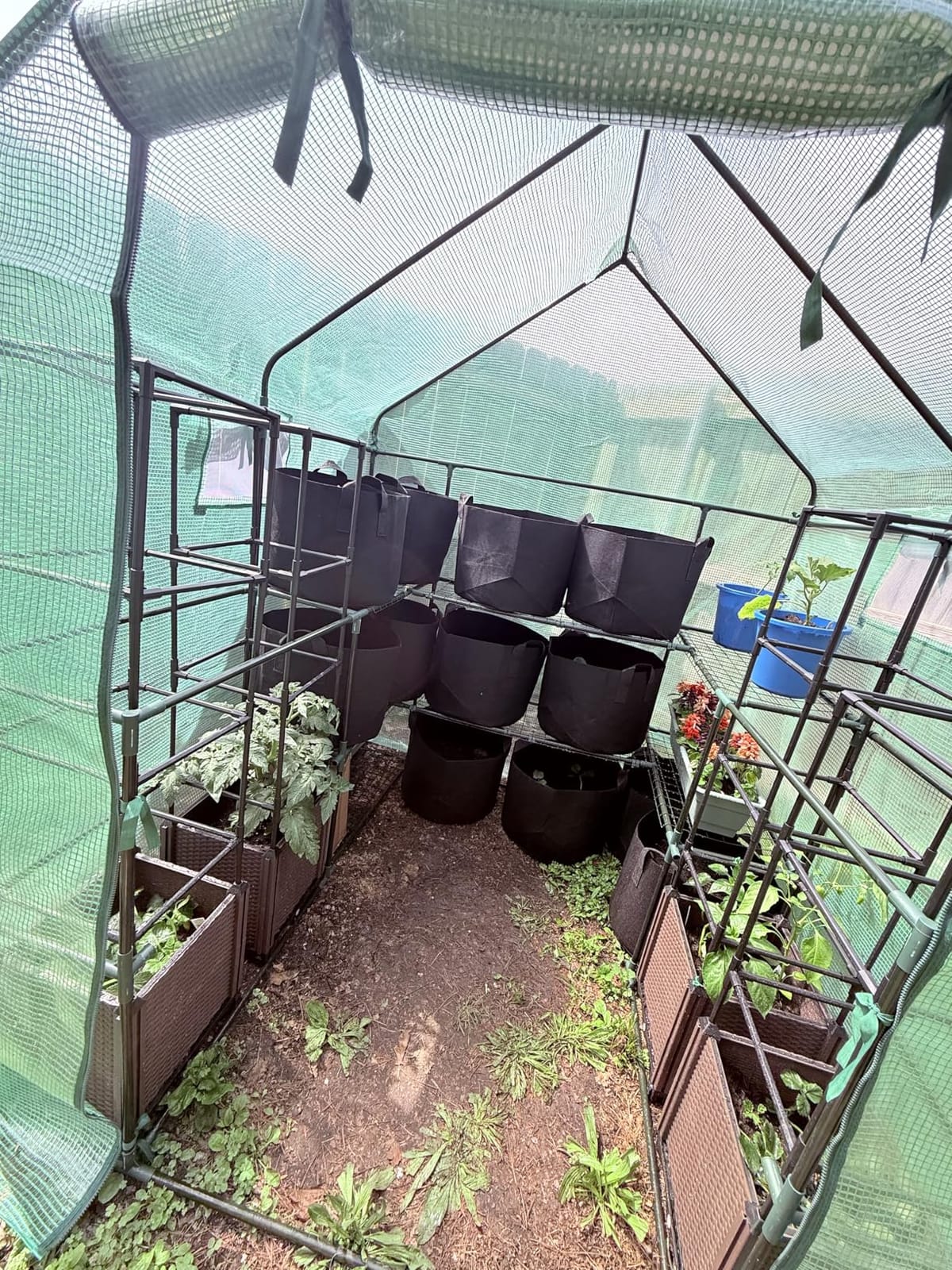 SUNGIFT Walk-in Greenhouse, 57 x 61 x 80 in, 3 Tiers 10 Shelves customer photo 1