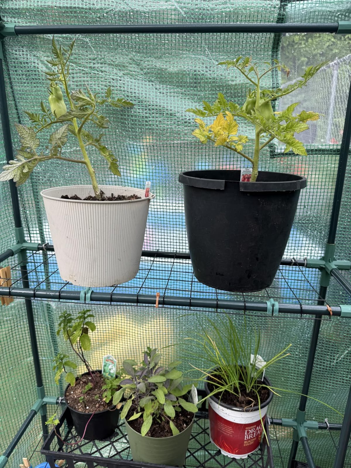 Greengro Greenhouse, 57 × 57 × 76