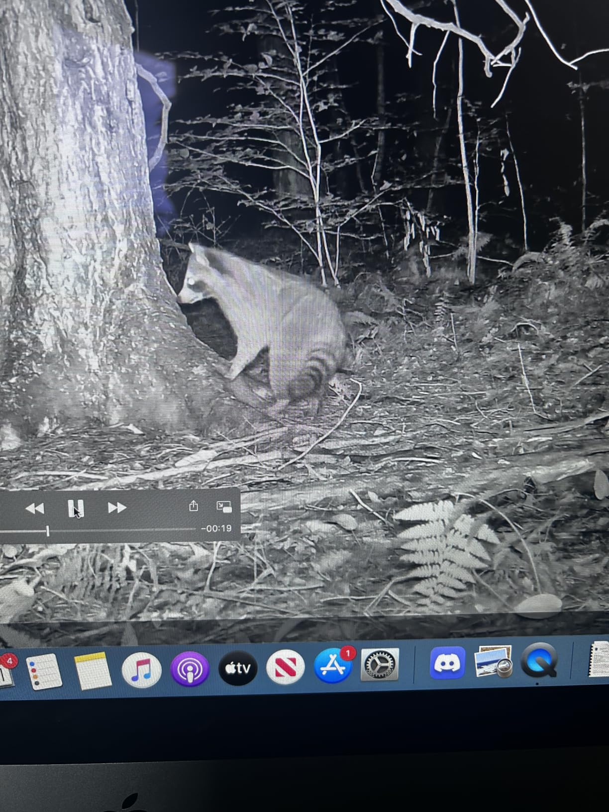 Meidase P70 (Non-Cellular,Non-WiFi) Trail Camera, 64MP 1296p, Game Cameras with No-Glow IR Night Vision, Motion Activated, Waterproof for Wildlife Deer Cams, Hunting customer photo 2