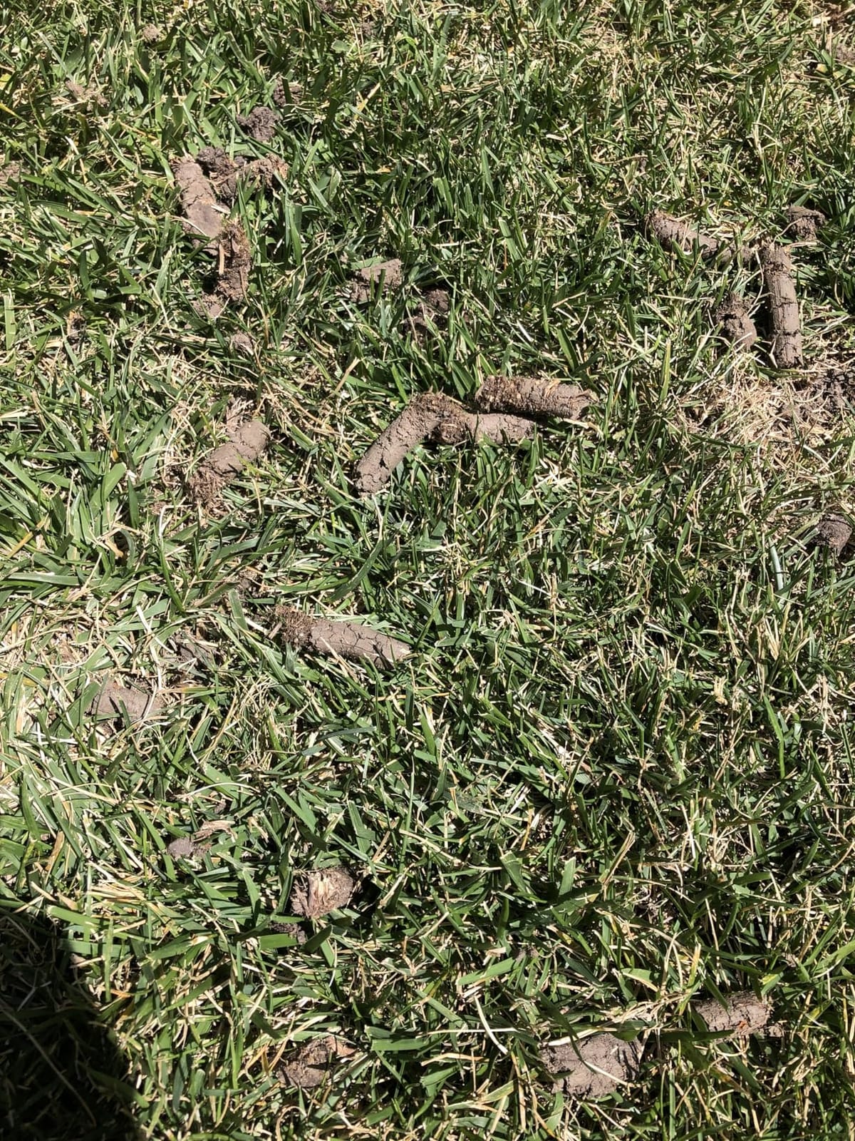 Patented Rolling Lawn Aerator Manual Coring Tool Compacted Soil Loosening customer photo 1
