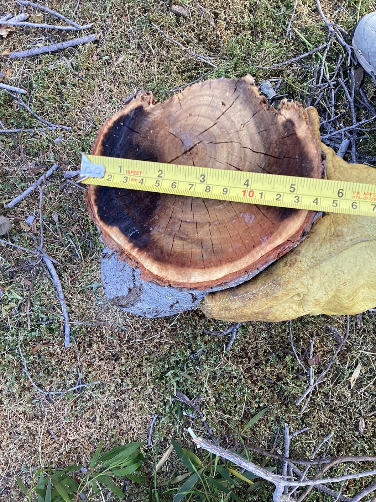 SEESII 2-in-1 Electric Pole Saws for Tree Trimming, Brushless Motor customer photo 2