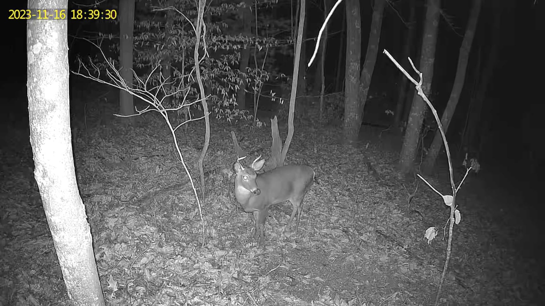 Oculview 4G LTE Cellular Trail Cameras, 360° 2K Live Streaming Game Camera, SIM Card Included, Low-Glow Night Vision, Solar Powered, Instant Alerts, Two Storage Ways, No WiFi Needed for Hunting&Trail customer photo 2
