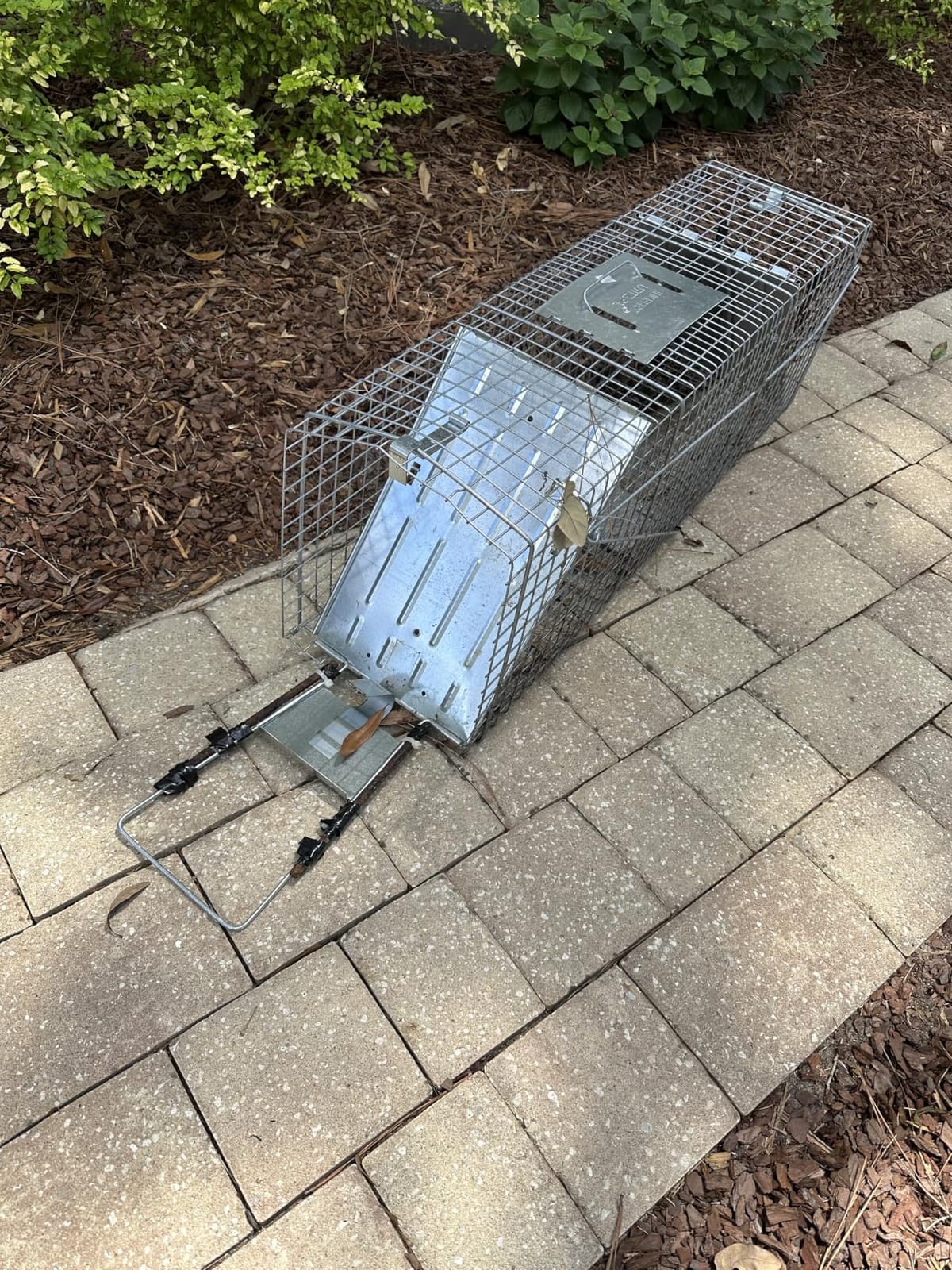 Havahart Large 2 Door Humane Catch and Release Live Animal Trap for Armadillos, Beavers, Bobcats, Small Dogs, Cats, Foxes, Groundhogs, Nutria, Opossums, Raccoons, Live Catch Trap for Stray Dogs 1045SR customer photo 1