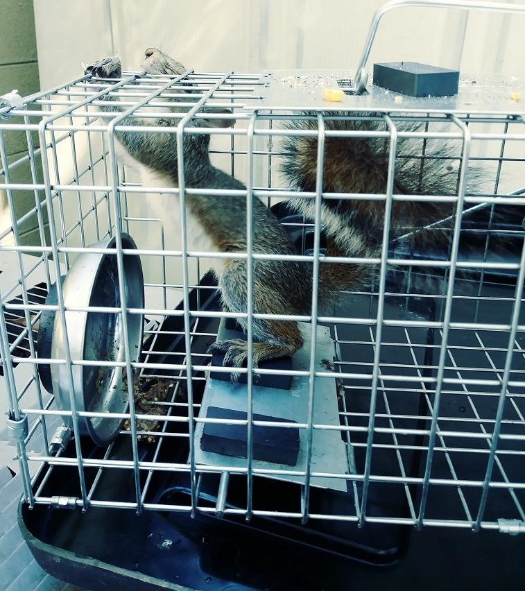 Havahart Medium 1-Door Live Animal Trap, Galvanized Steel Cage customer photo 1