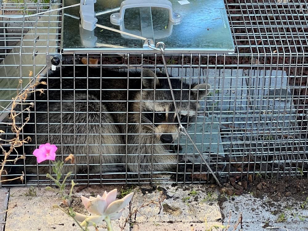 Havahart 1085 Large 1-Door Easy Set Humane Live Animal Trap for Armadillos, Cats, Groundhogs, Muskrats, Opossums, Raccoons, Skunks - Havahart Live Animal Cage Trap customer photo 1