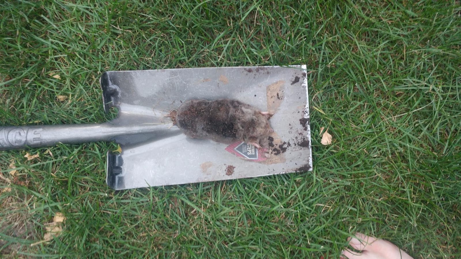 Nash 100 Choker Loop Mole Trap customer photo 2