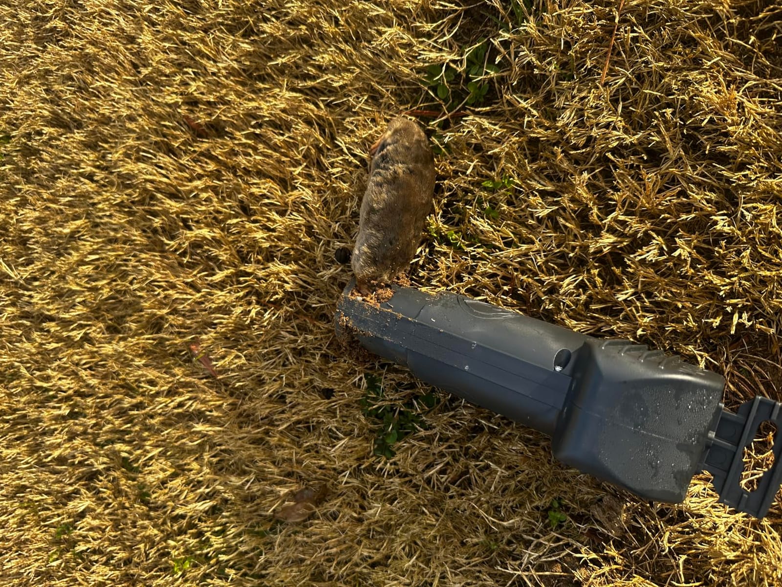 SWISSINNO Gopher & Vole Trap PRO SuperCat – 1 Tunnel Traps + 1 Install Kit – Dual Trigger Action for Voles & Field Mice – Easy Setup, Reusable, Made in Europe customer photo 1