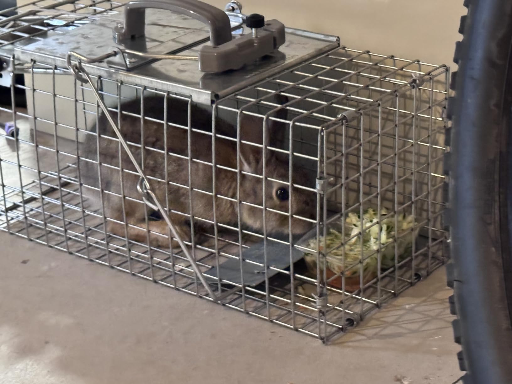 Havahart Easy-Set Catch and Release Small 1-Door Humane Live Animal Trap for Squirrels, Rabbits, Skunks, and Other Small Animals - 1083 customer photo 1