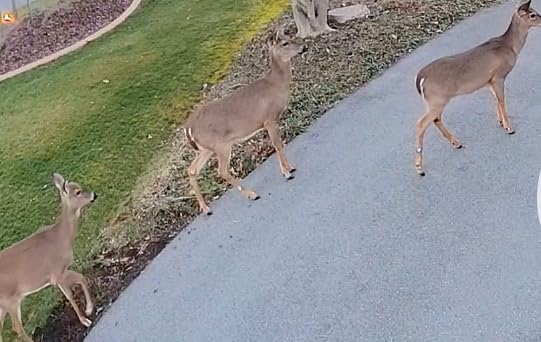 Bobbex Deer Repellent Ready-to-Use Deer Deterrent Refill (1 gal.) 66-J2BP-ZJ0U customer photo 2