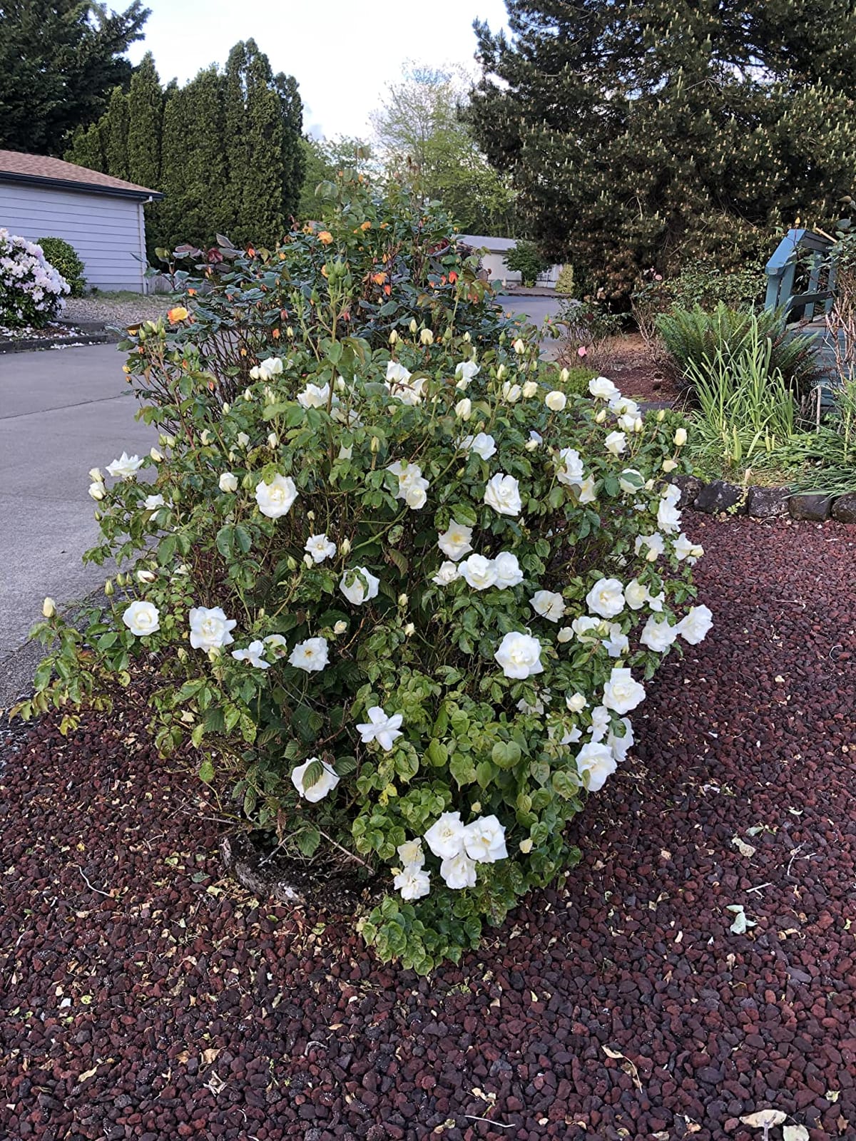 I Must Garden Deer Repellent: Powerful All-Natural Protection, 32oz Mint customer photo 1
