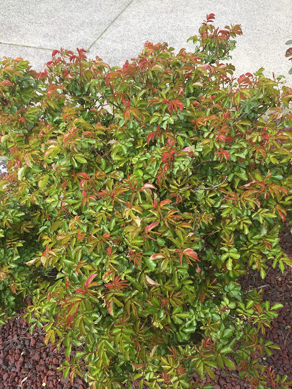 I Must Garden Deer Repellent: Powerful All-Natural Protection, 32oz Mint customer photo 2