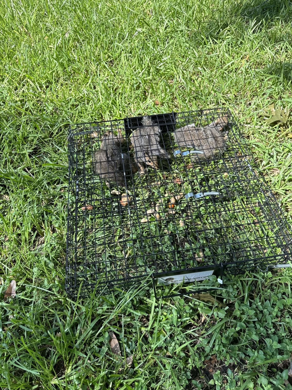 Rugged Ranch Squirrelinator Humane Multi-Catch Metal Wire Live Animal Trap customer photo 1