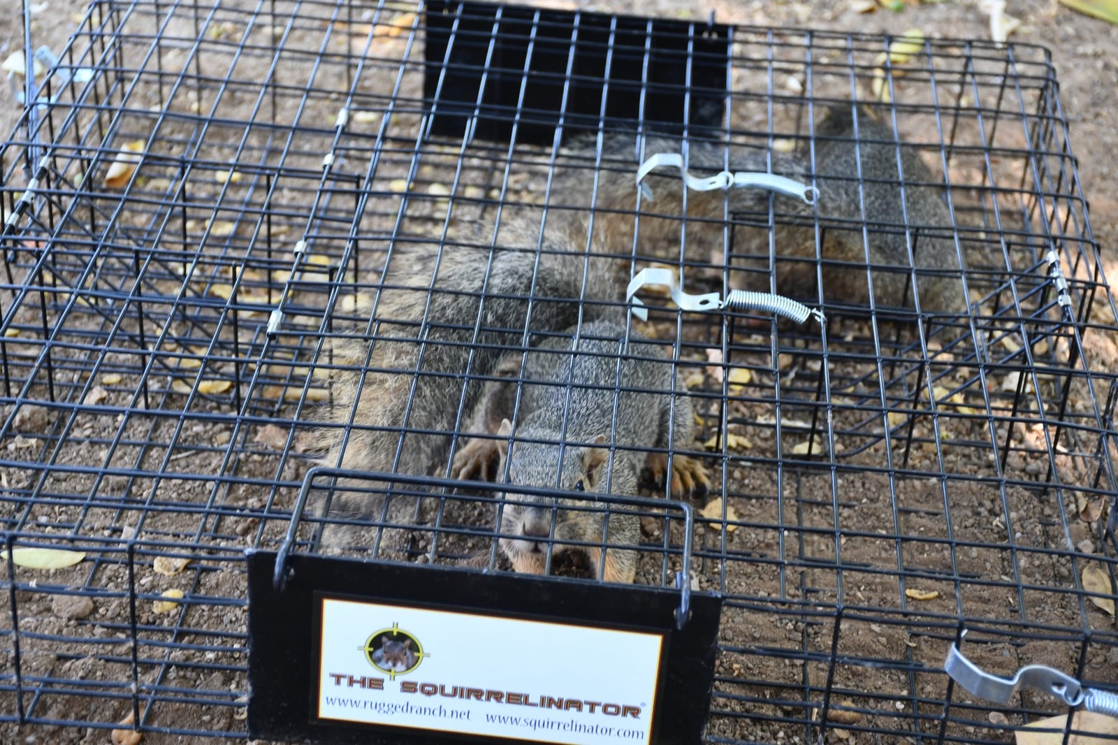 Rugged Ranch Squirrelinator Humane Multi-Catch Metal Wire Live Animal Trap customer photo 2