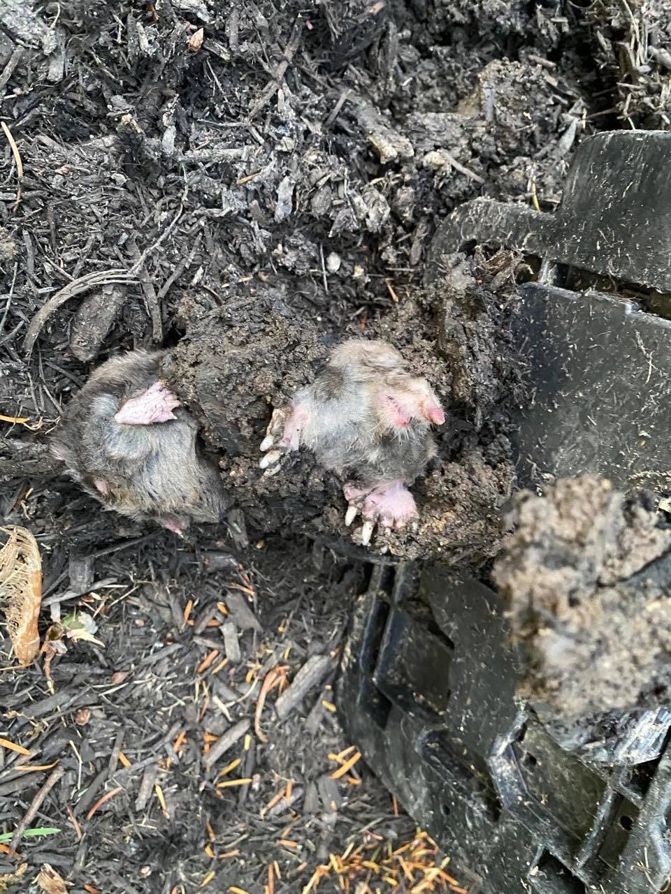 Talpirid Mole Trap by Bell Labs-1 Trap BELL-1053 customer photo 1
