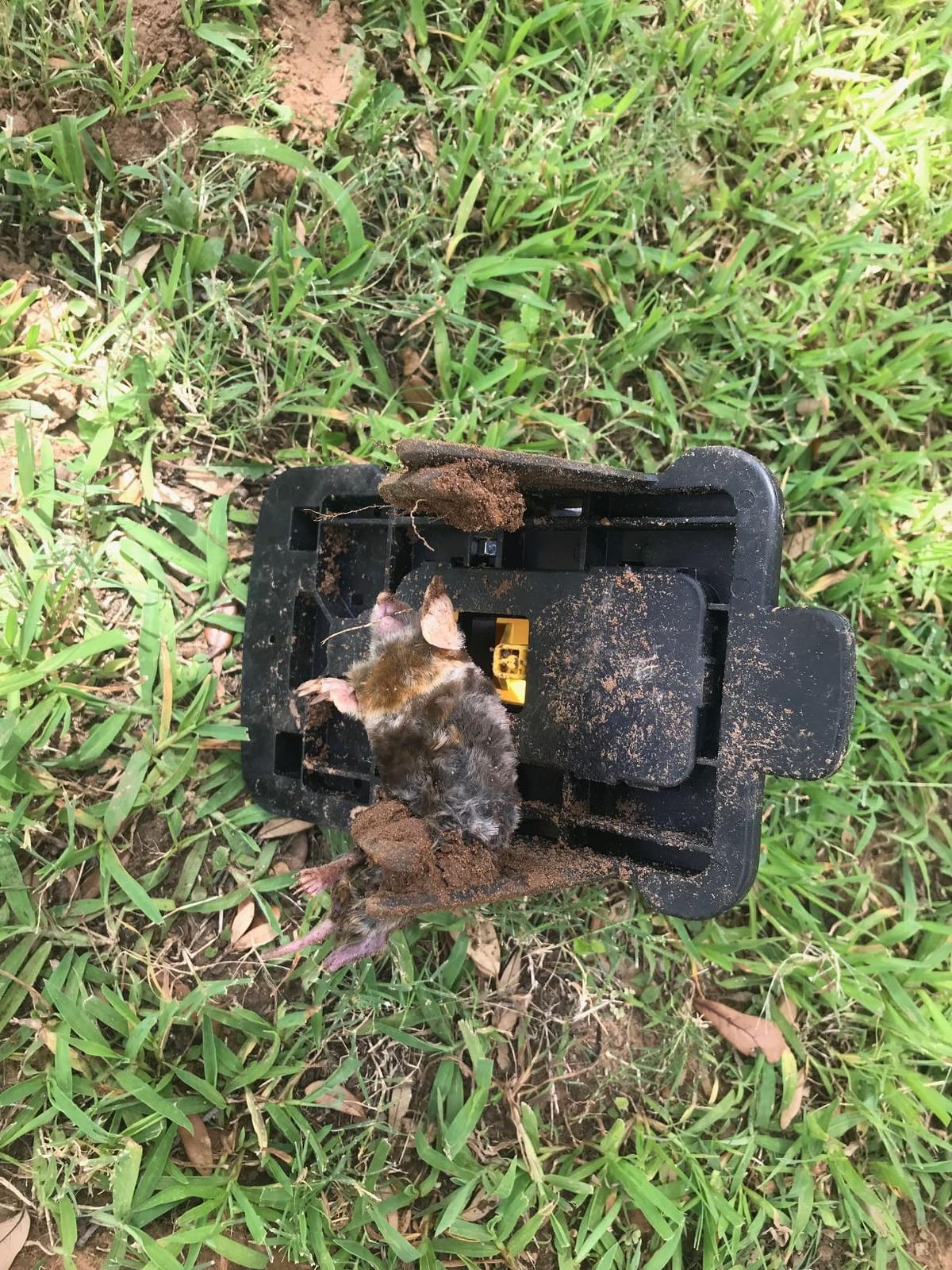 Talpirid Mole Trap by Bell Labs-1 Trap BELL-1053 customer photo 2