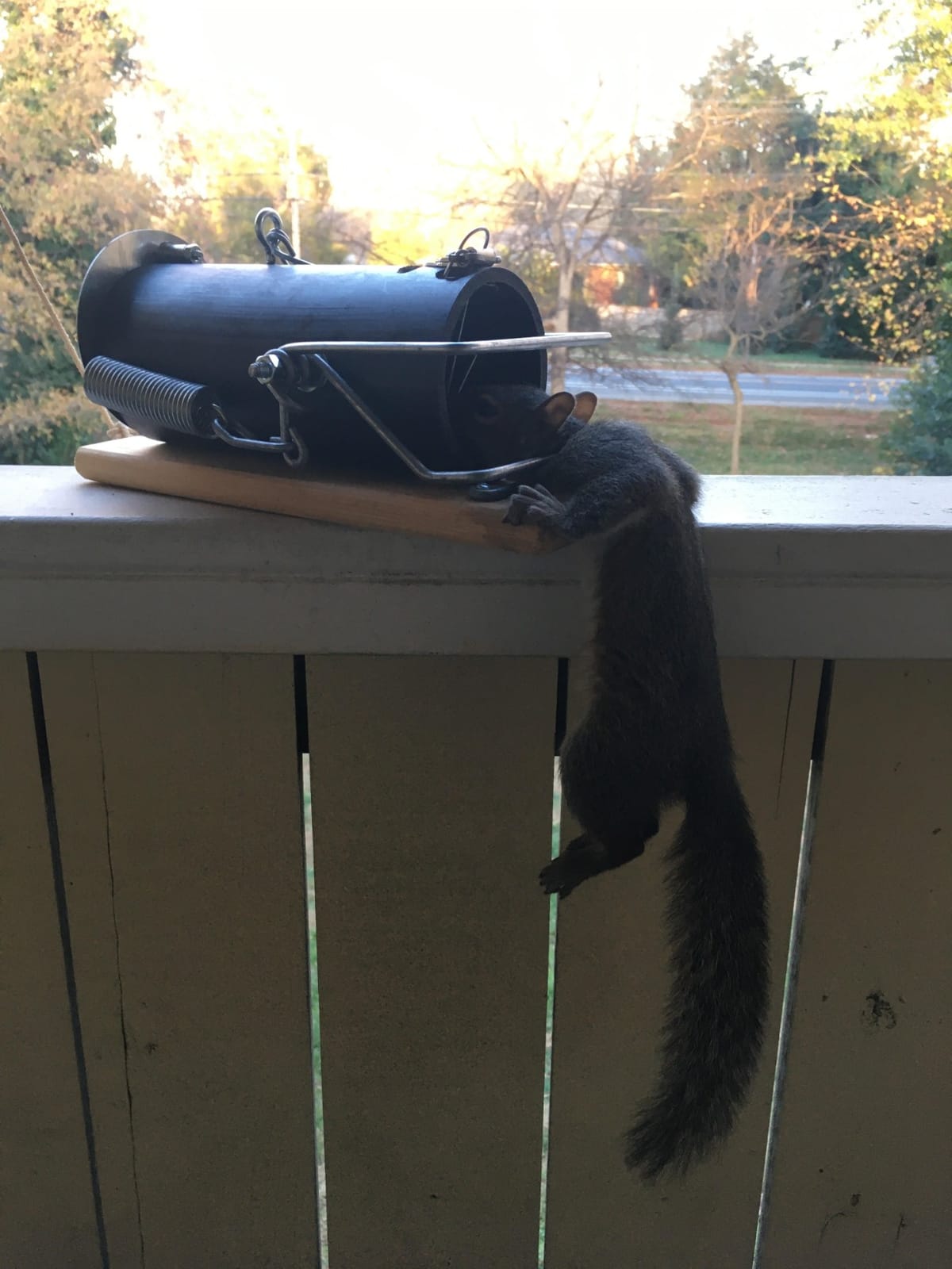 Pest Control Trap for Squirrel and Small Animal – Indoor Outdoor Heavy Duty customer photo 1