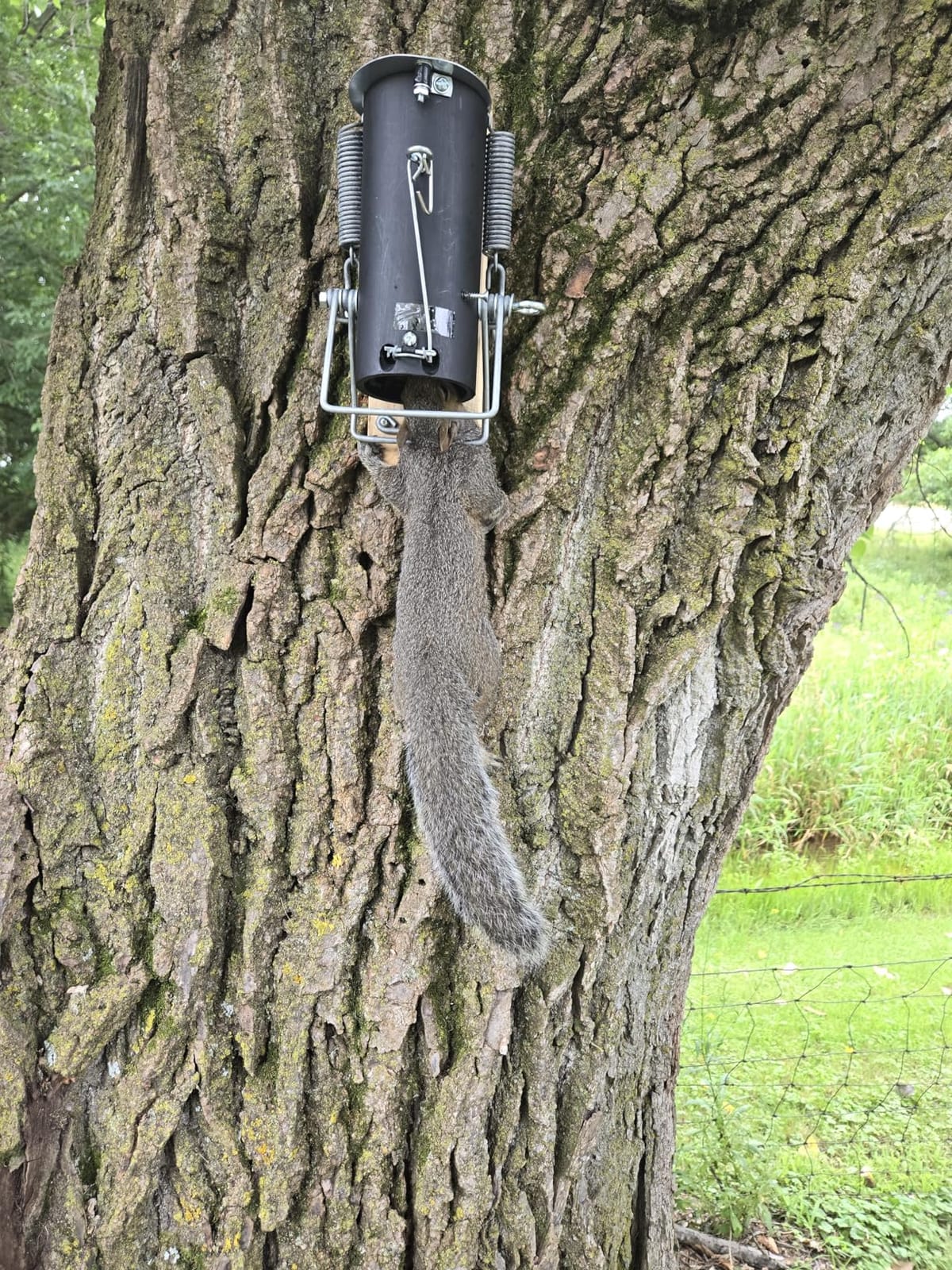 Pest Control Trap for Squirrel and Small Animal – Indoor Outdoor Heavy Duty customer photo 2
