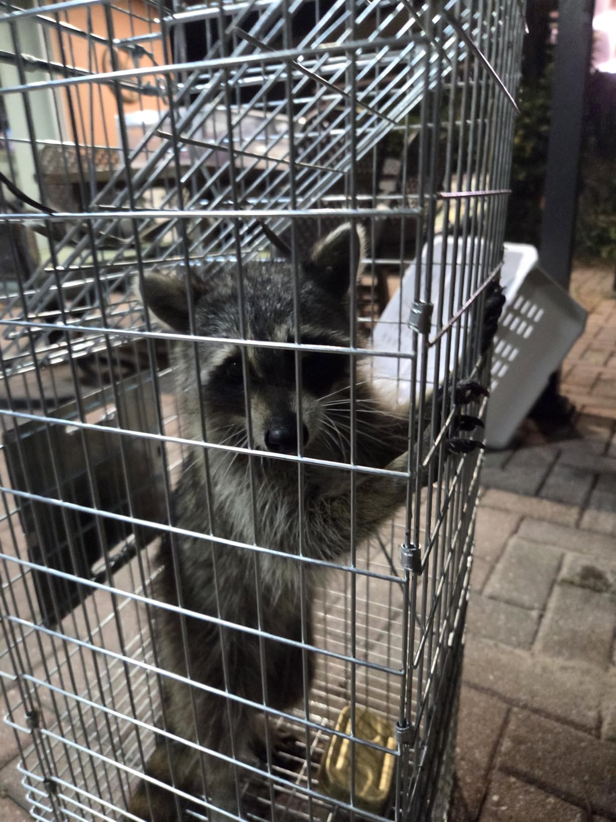 ANT MARCH 32'' Live Animal Cage Trap with Gloves Steel Humane Release customer photo 2