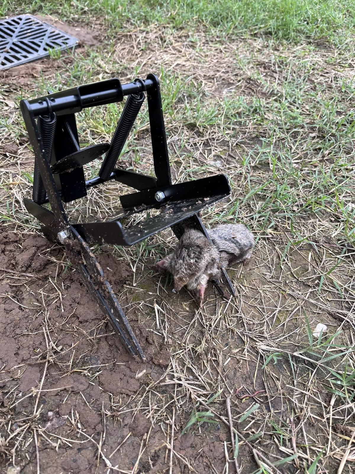 Garsum Scissor Mole Trap for Lawns, Mole Kill for lawns, EasySet Eliminator Vole Gopher Traps, Reusable Quick and Clean Kill,1 Scissor Trap customer photo 1