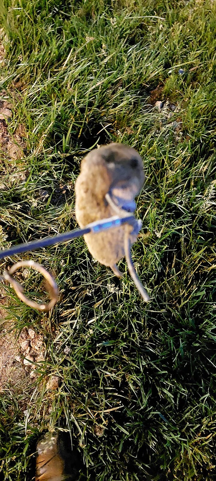 Gopher & Mole Trap (Priced per Pair) Galvanized & Oil-Hardened Steel; 100+ Years Tested Design; Reusable & Durable PestAnimal Trap Best in Lawn, Yard, Garden, Farm, & All Outdoor Settings customer photo 1