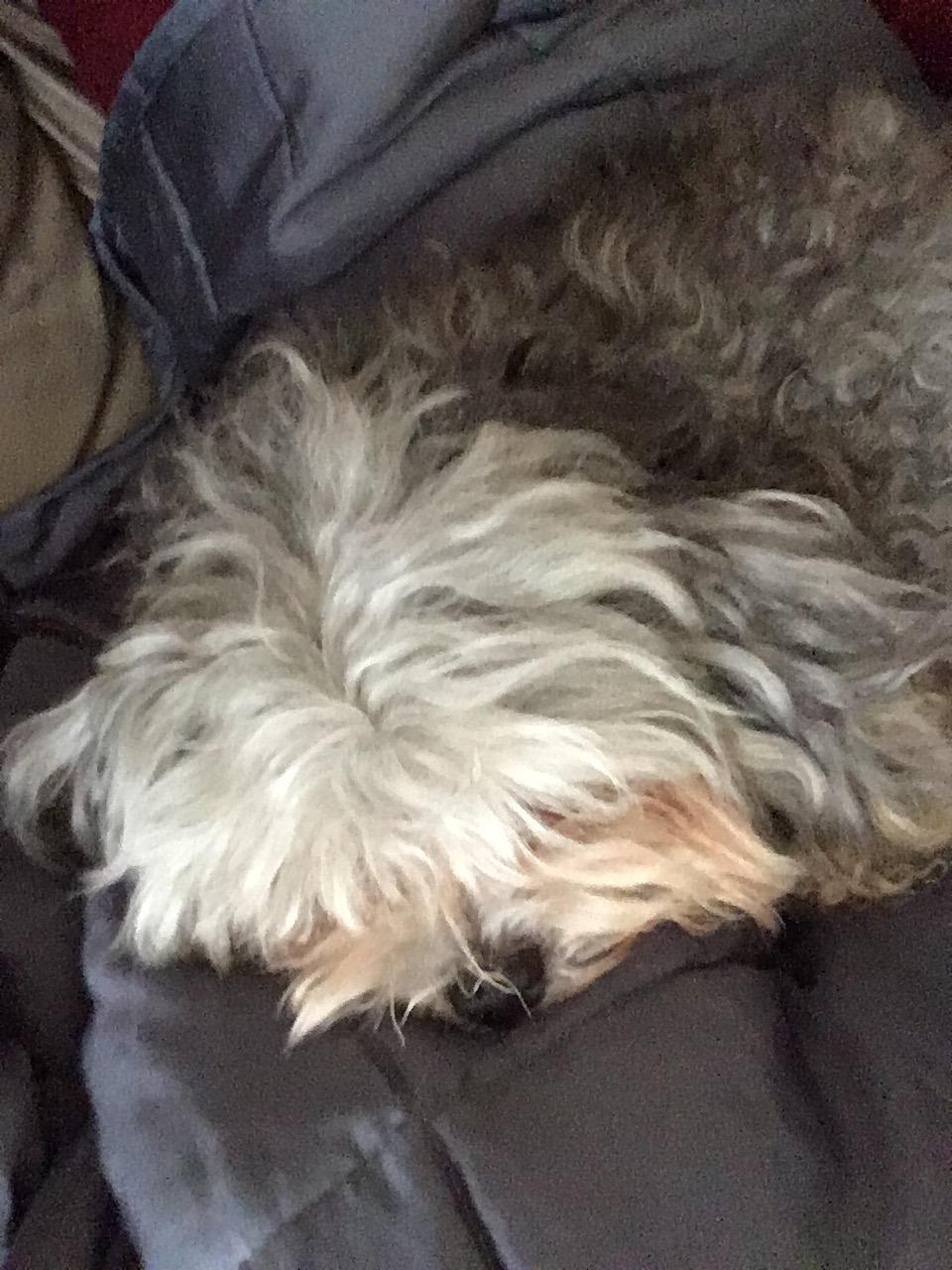 YnM Exclusive Weighted Blanket, Cooling Bamboo & Cozy Velvet Dual-Sided, Smallest Compartments with Glass Beads, Ideal for One Person of 190lbs on Queen/King Bed (60x80 Inches, 20 Pounds, Light Grey) customer photo 1