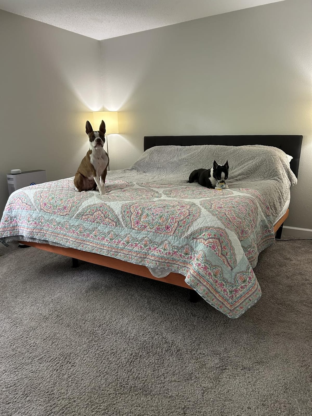 ESHINE Adjustable Bed Frame Smart Bed King - Electric Upholstered Bed Base with Massage, Wireless Remote, Ergonomic Foot&Head Incline, Zero Gravity, Dual USB Ports, Under Bed Light, 3100 Series Grey customer photo 2
