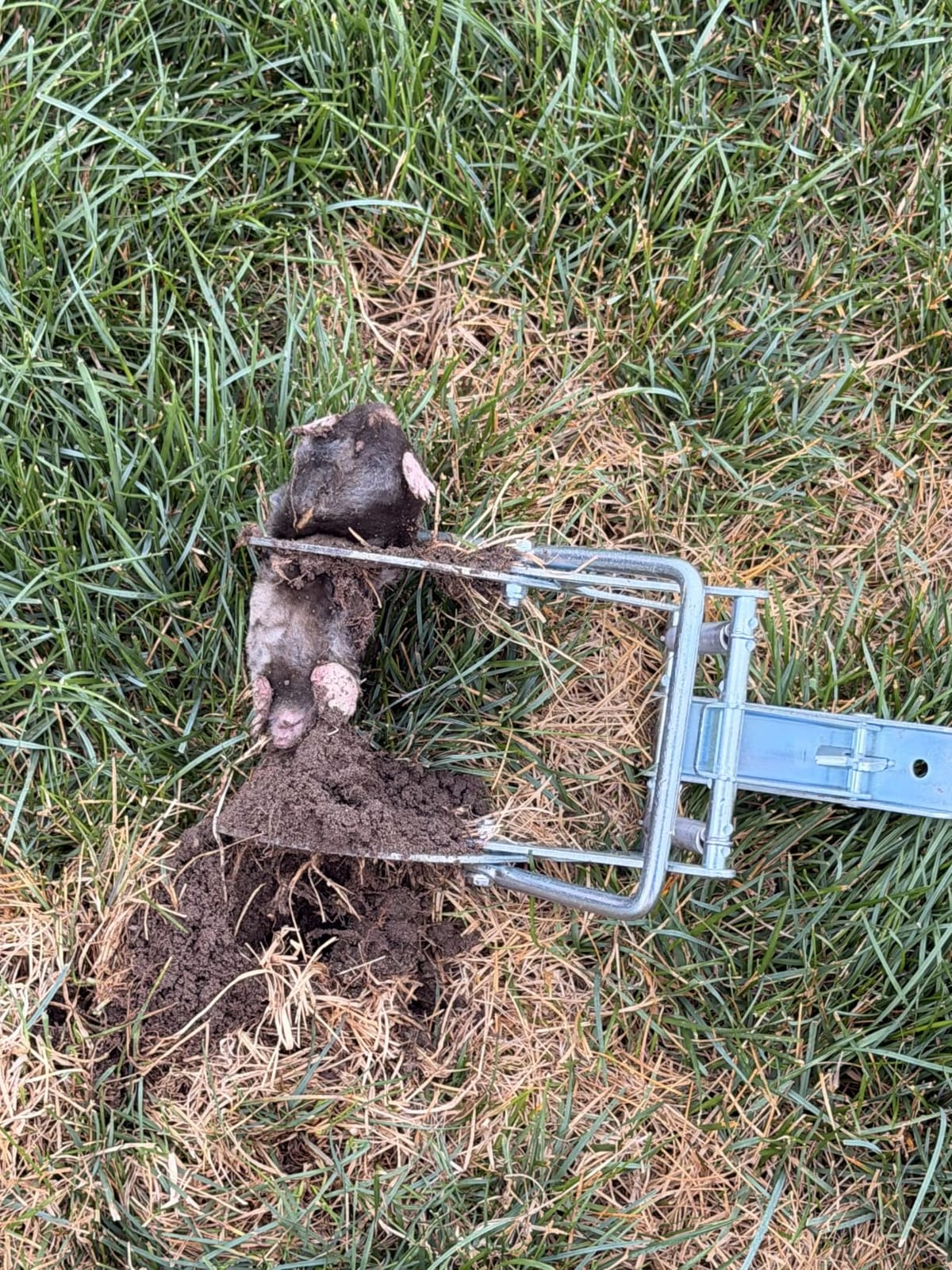 Mole Trap Scissor 2 Pack, Polaflex Mole Traps for Lawns, Step-Set customer photo 1