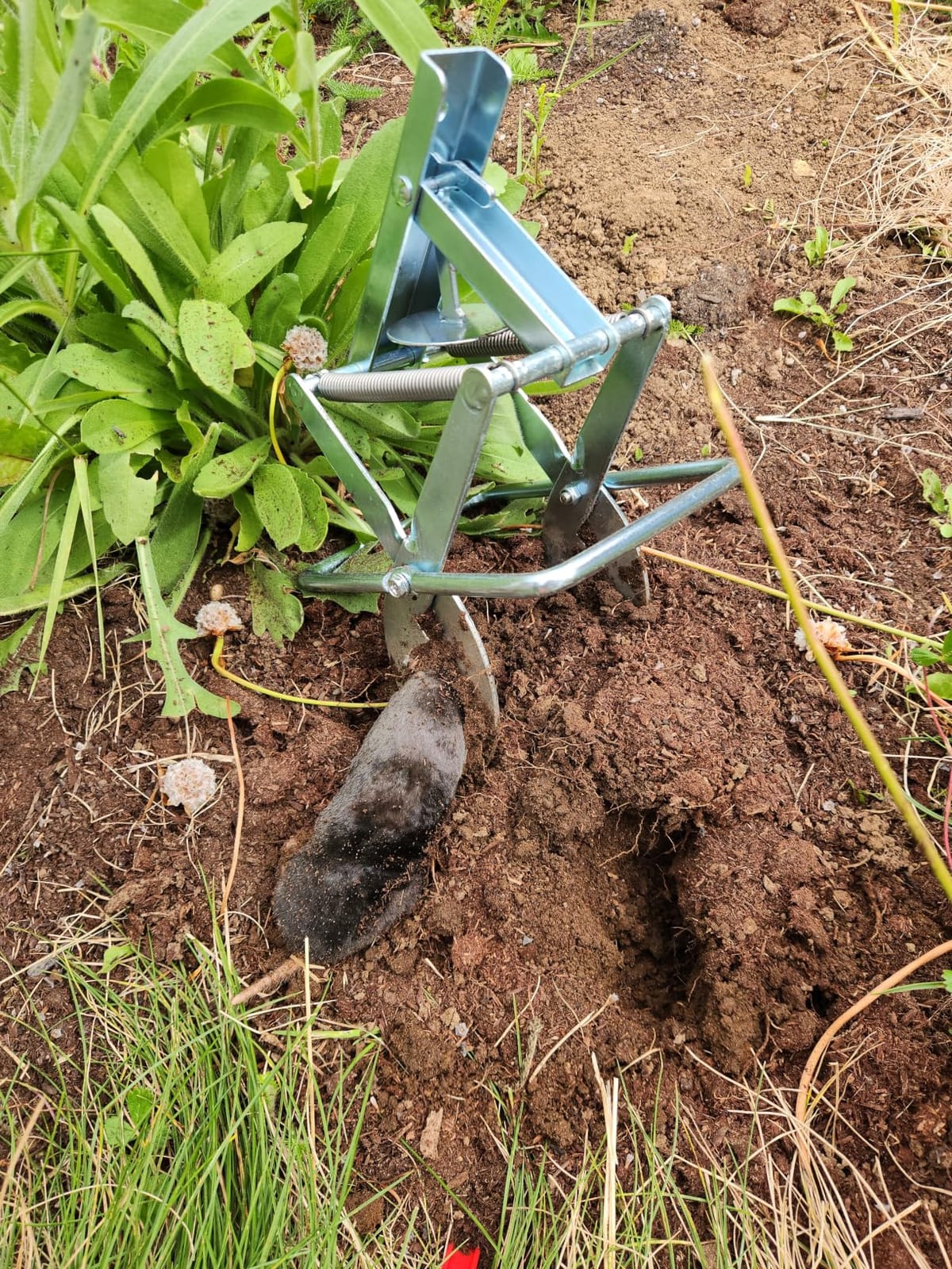 Mole Trap Scissor 2 Pack, Polaflex Mole Traps for Lawns, Step-Set customer photo 2