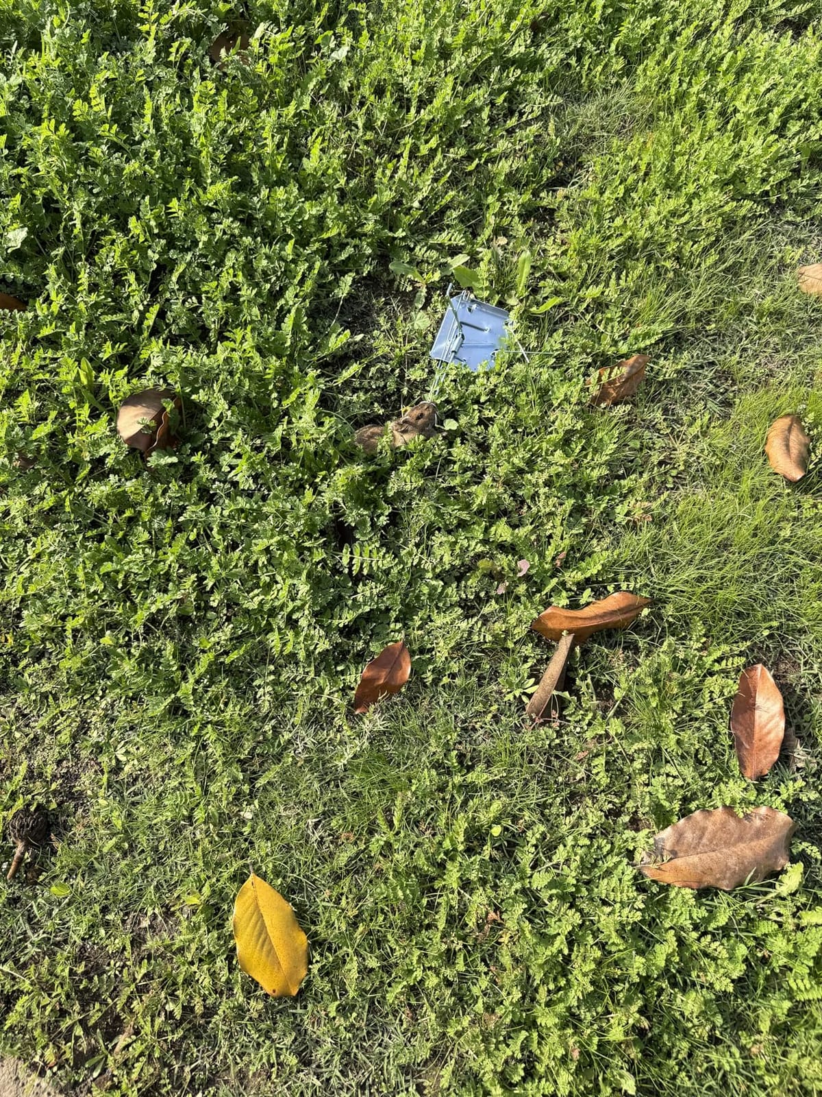 Qualirey 8 Pack Mole Gopher Trap Outdoor Lawn Farm,Silver customer photo 1