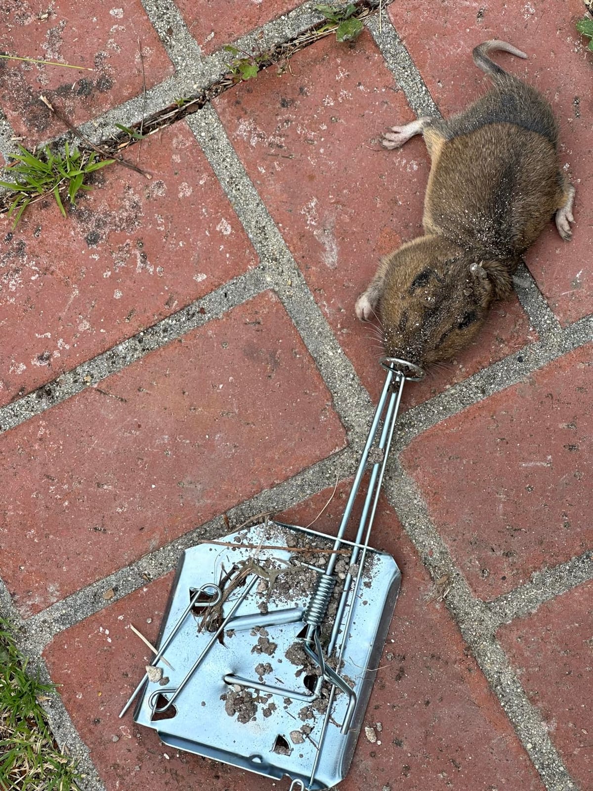 Qualirey 8 Pack Mole Gopher Trap Outdoor Lawn Farm,Silver customer photo 2