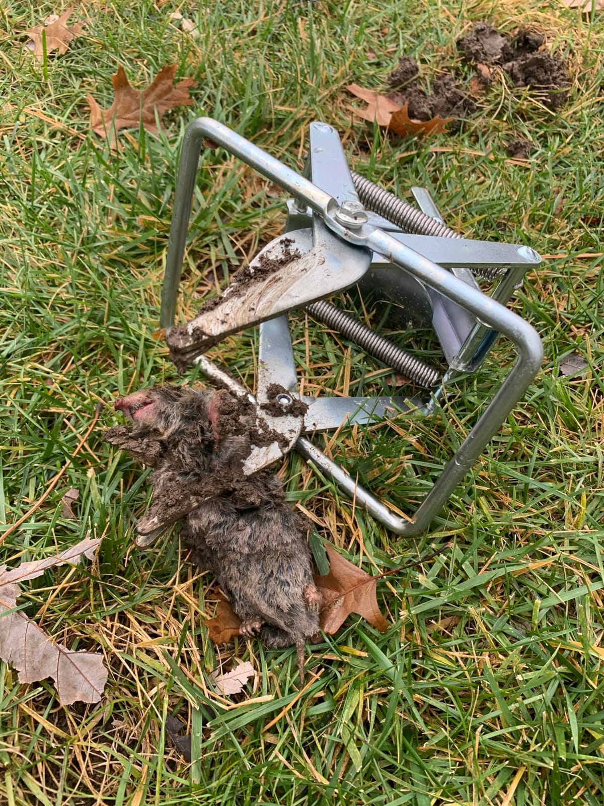 Mole Trap, Galvanized Steel Scissor Trap for Moles and Gophers, Silver customer photo 2