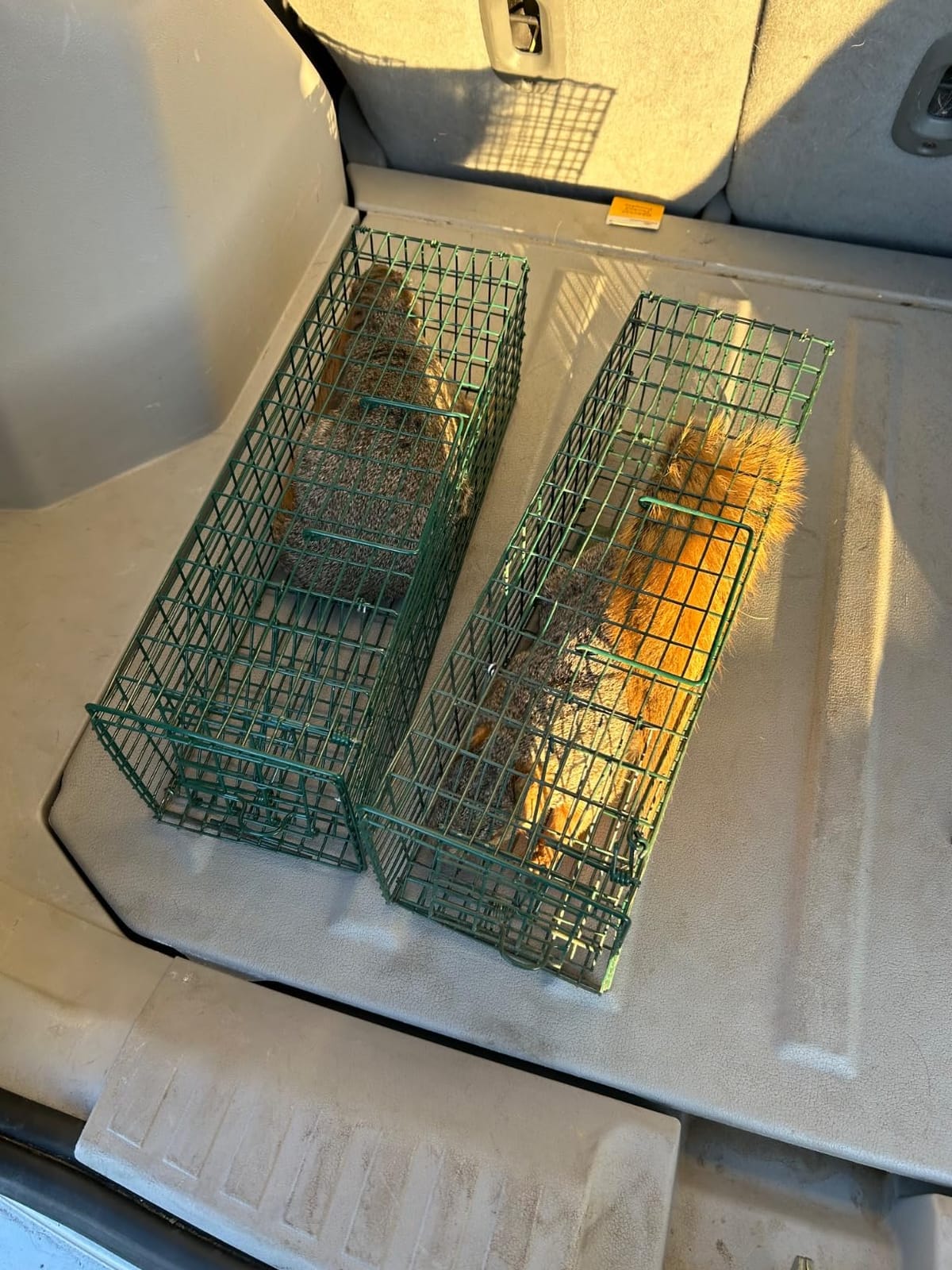 Qualirey 1 Pcs Squirrel Trap Live Animal Cage Humane Catch Release,Black customer photo 1